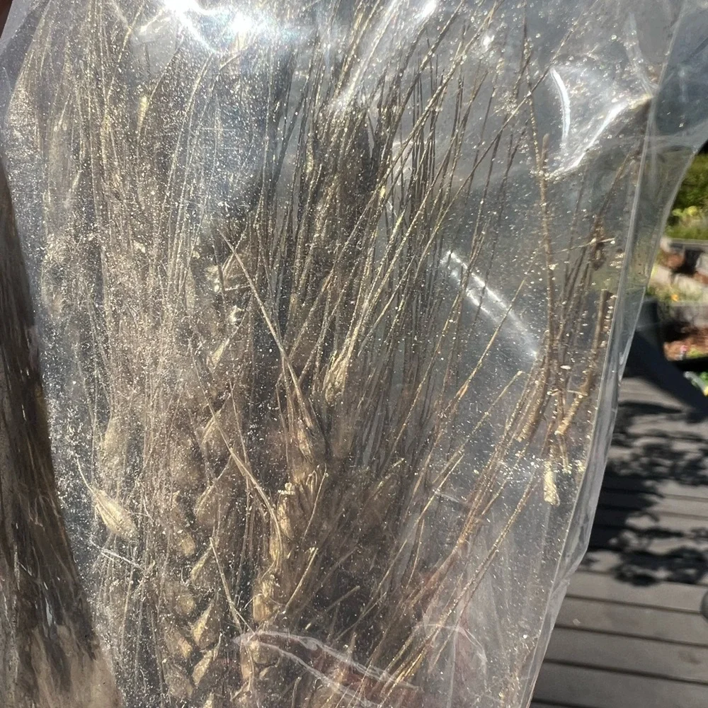 NWT Terrain Sheaf Triticum Champagne Shimmer Bunch 17 inches